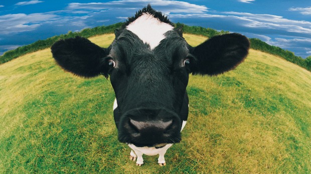 Cow in a green field